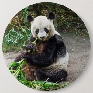 Badge Rond 15,2 Cm Ours de panda 1