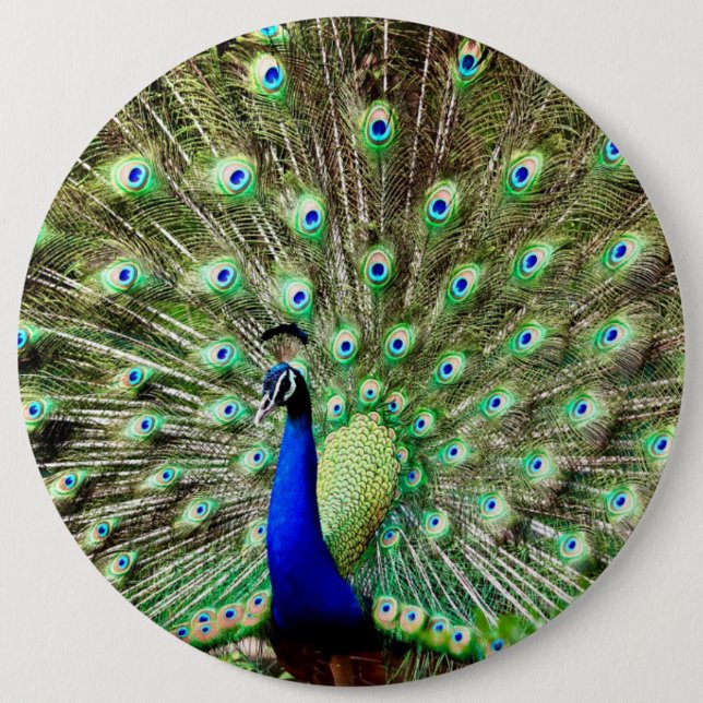 Badge Rond 15,2 Cm Paon royal de Regency (Devant)