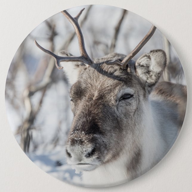 Badge Rond 15,2 Cm Photo de la nature des rennes (Devant)