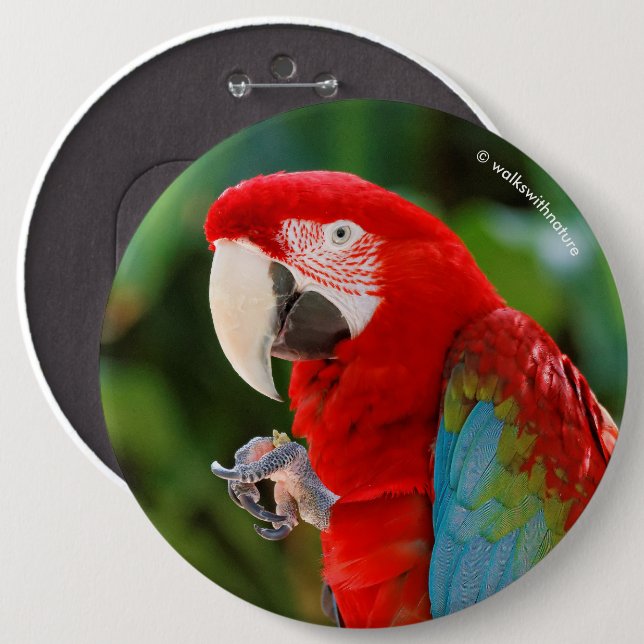 Badge Rond 15,2 Cm Profil d'une jolie Macaw à ailes vertes (Devant & derrière)