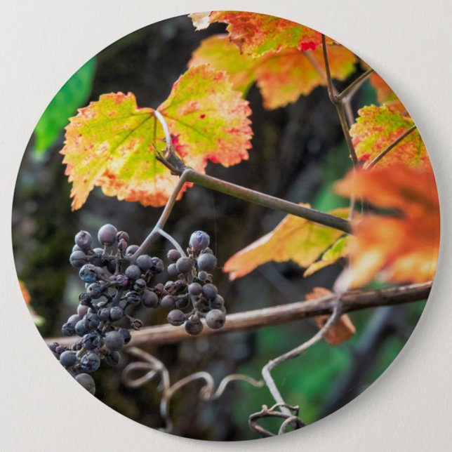 Badge Rond 15,2 Cm Ripe Isabella (Devant)