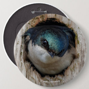 Badge Rond 15,2 Cm Songeur d'hirondelle d'arbre dans Nestbox
