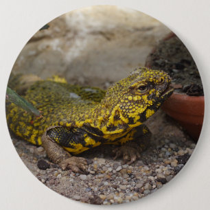 Badge Rond 15,2 Cm Uromastyx geyri