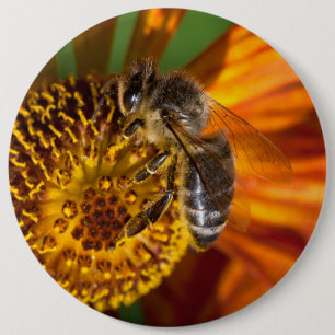 Badge Rond 15,2 Cm Western Honey Bee Macro photo