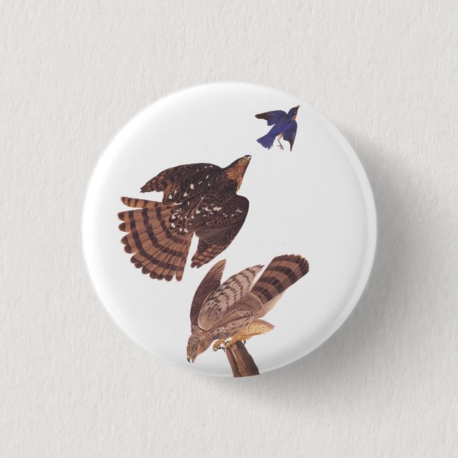 Badge Rond 2,50 Cm Audubon's Coopers Hawk Bird of Prey (Devant)
