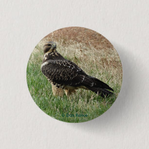 Badge Rond 2,50 Cm B52 Buse de Swainson