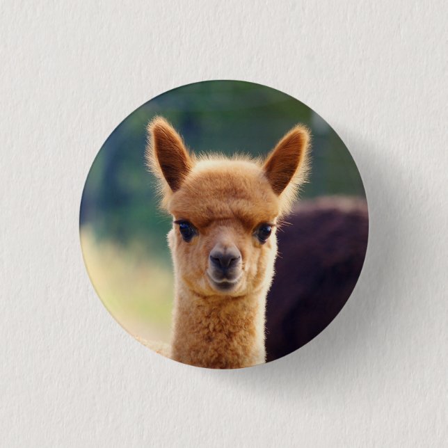 Badge Rond 2,50 Cm Beaux boutons d'alpaga de bébé (Devant)