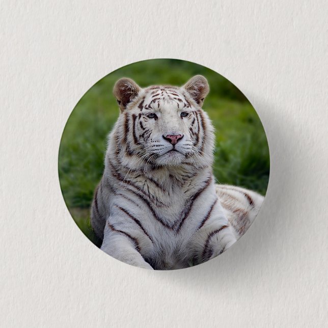 Badge Rond 2,50 Cm Belle photo de tigre blanc (Devant)