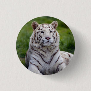 Badge Rond 2,50 Cm Belle photo de tigre blanc