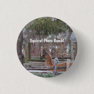 Badge Rond 2,50 Cm Bouton Bombe photo écureuil