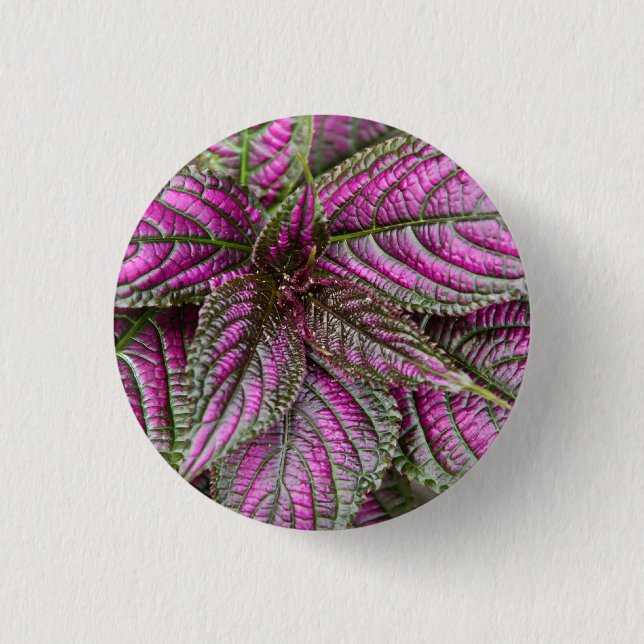 Badge Rond 2,50 Cm Bouton - bouclier persan (Devant)