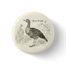 Bouton de Canard Eider