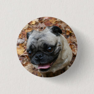 Badge Rond 2,50 Cm Bouton de carlin