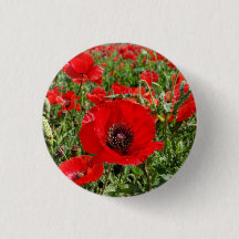 Bouton de coquelicot Flandre
