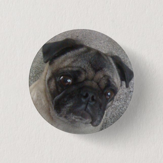 Badge Rond 2,50 Cm boutons de carlin (Devant)