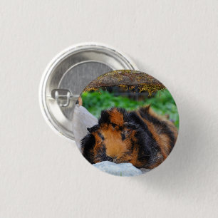 Badge Rond 2,50 Cm Brindle, Rosette Guinée Pig Lounge Extérieur