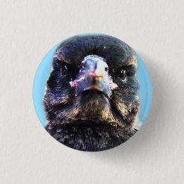 Badge Rond 2,50 Cm Bub Australian Secouru Magpie