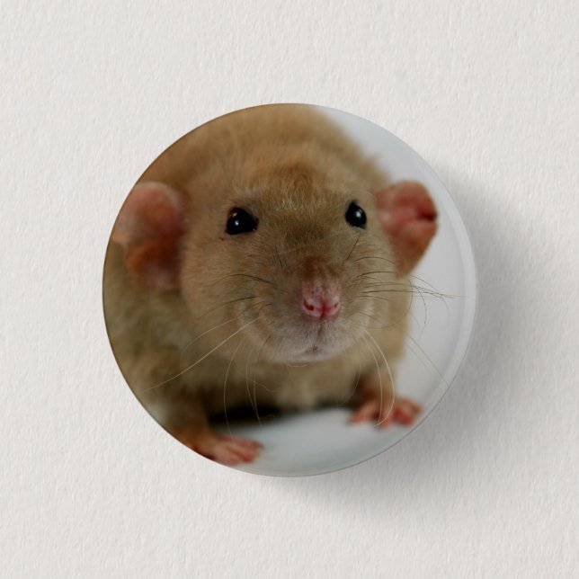Badge Rond 2,50 Cm Burmese dumbo Rat (Devant)