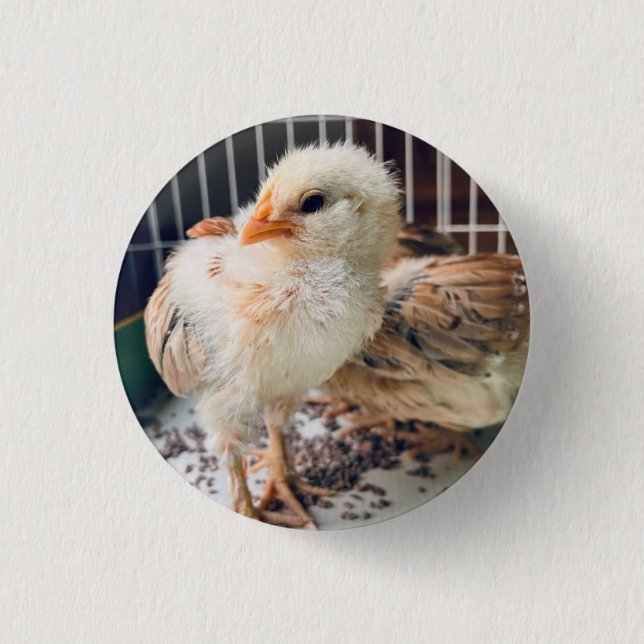 Badge Rond 2,50 Cm Button Cute Baby Chick  (Devant)
