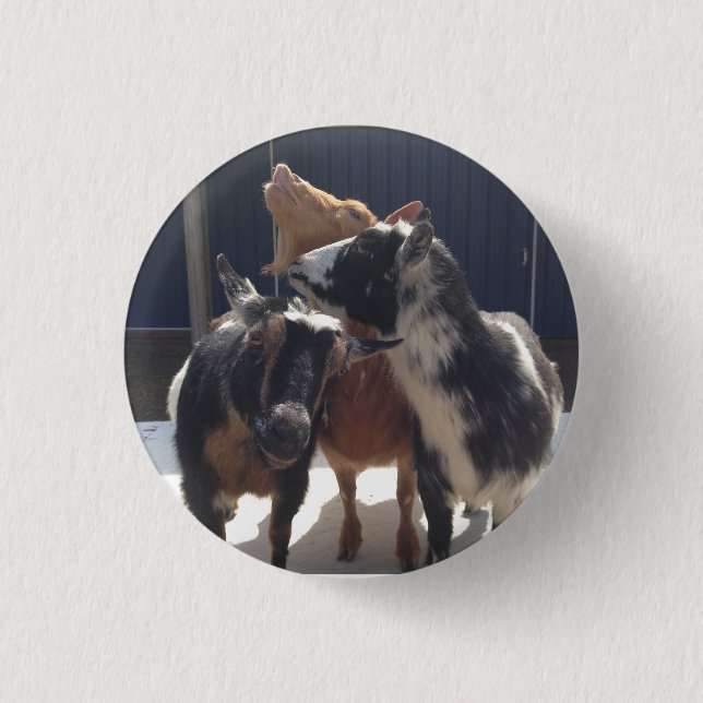Badge Rond 2,50 Cm Chèvres de chant (Devant)