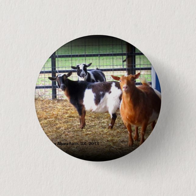 Badge Rond 2,50 Cm Chèvres de merveille (Devant)