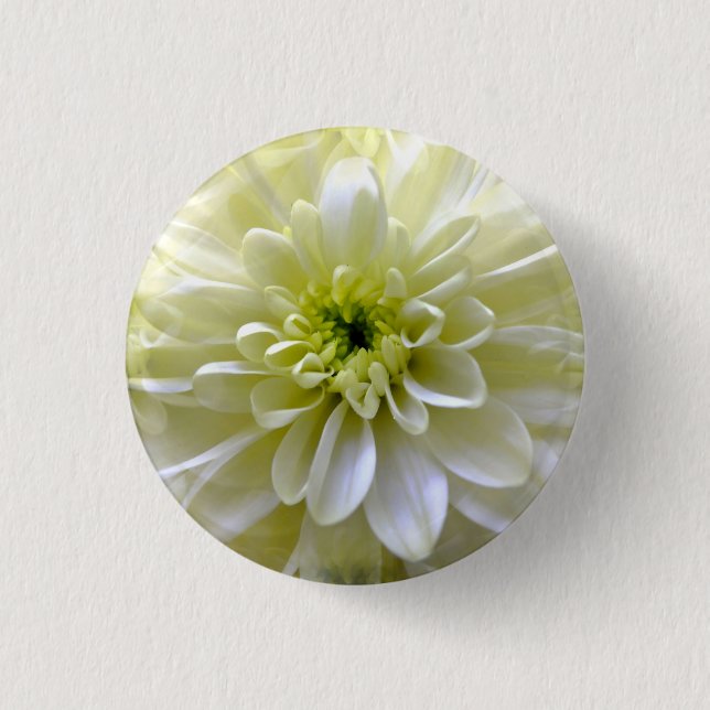 BADGE ROND 2,50 CM CHRYSANTHEMUM (Devant)