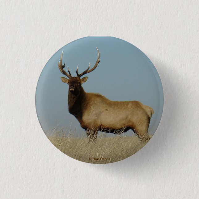 Badge Rond 2,50 Cm E43 Young Bull Elk (Devant)