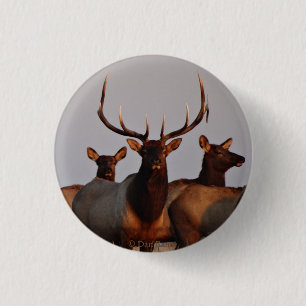 Badge Rond 2,50 Cm E66 Élan mâle et femelles