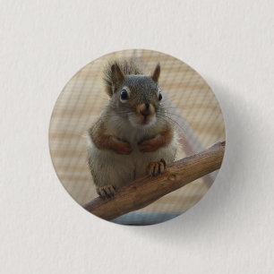 Badge Rond 2,50 Cm Écureuil mûr à la branche