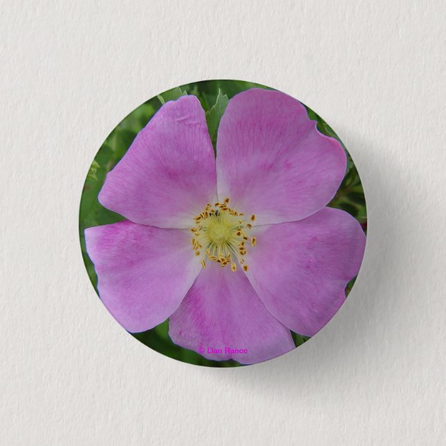 Badge Rond 2,50 Cm F11 Prairie Wild Rose "Rosa arkansana" (Devant)
