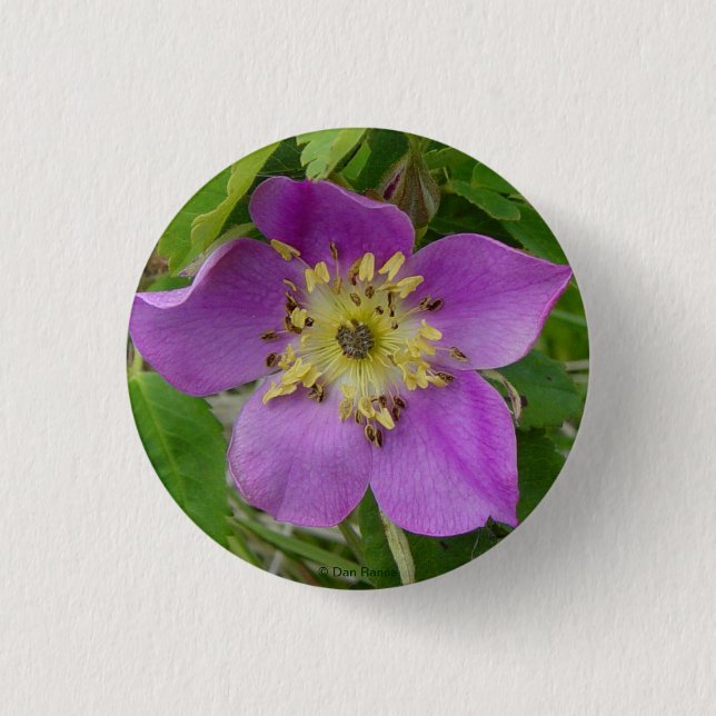 Badge Rond 2,50 Cm F13 Rose sauvage de l'Alberta Rosa acicularis (Devant)