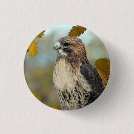 Badge Rond 2,50 Cm Faune Red Tail Hawk Automne Photo