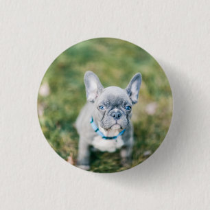 Badge Rond 2,50 Cm Fermeture d'un chien de taureau français