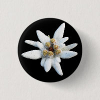 Fleur alpine d'edelweiss