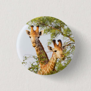 Badge Rond 2,50 Cm Girafes dépassant de la végétation