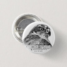 Goshawk du Nord