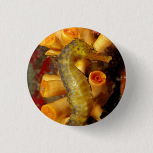 Badge Rond 2,50 Cm Hippocampe de Thaïlande, gros plan