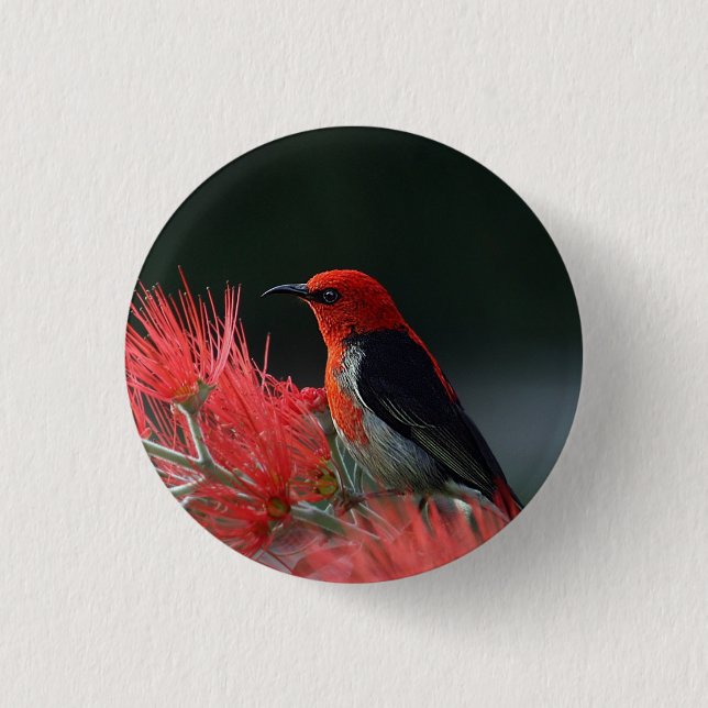 Badge Rond 2,50 Cm Honneur de Scarlet Oiseau exotique (Devant)