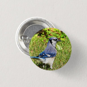Badge Rond 2,50 Cm Jay bleu du nord