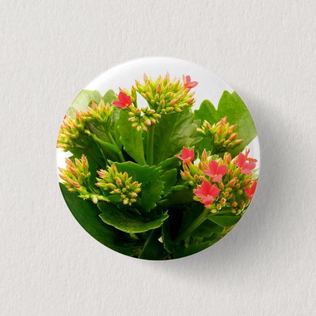Badge Rond 2,50 Cm Kalanchoe blossfeldiana (Devant)