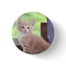 Kitten