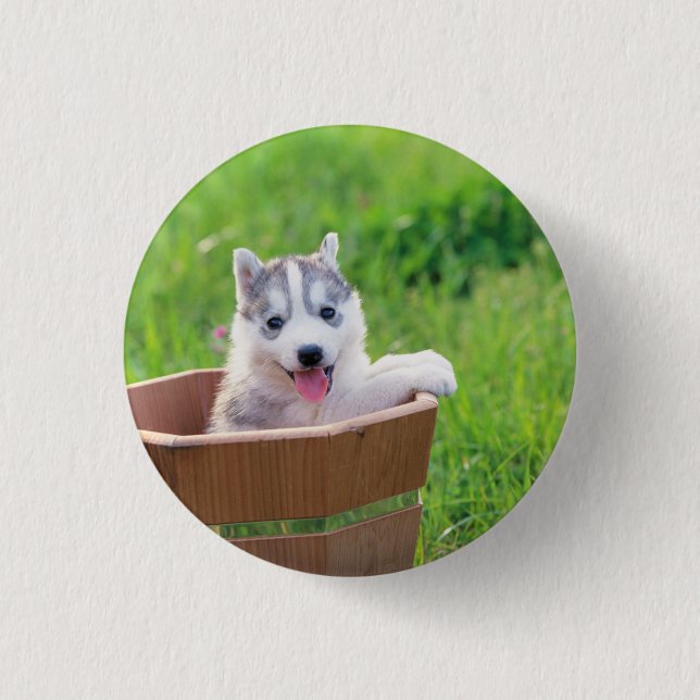 Badge Rond 2,50 Cm La marionnette sibérienne Husky dans un pot (Devant)