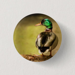 Badge Rond 2,50 Cm Mallard Duck