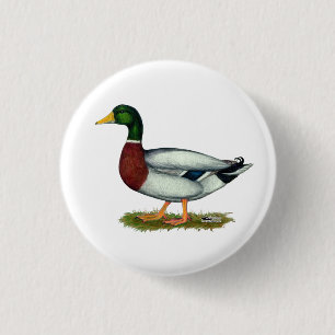 Badge Rond 2,50 Cm Mallard Duck Drake
