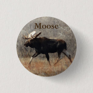 Badge Rond 2,50 Cm Orignaux de M10 Taureau