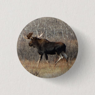 Badge Rond 2,50 Cm Orignaux de M8 Taureau