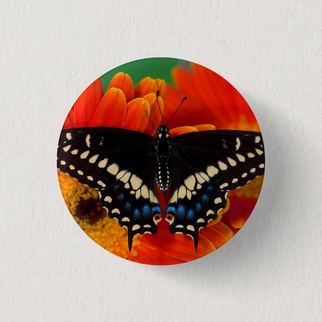 Badge Rond 2,50 Cm Papillon noir Swallowtail sur Gerberia Daisy (Devant)
