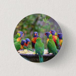 Badge Rond 2,50 Cm Parrots colorés Arc-en-ciel Lorikeet Manger