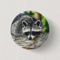 Photo Mammifère du raton laveur de la faune