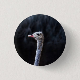 Badge Rond 2,50 Cm Photographie d'autruche